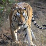 tiger in wildlife tiger in wildlife